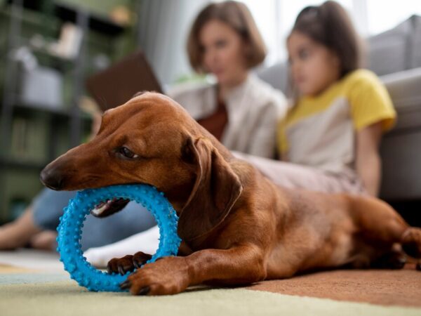 Como escolher o melhor brinquedo interativo para cachorro?