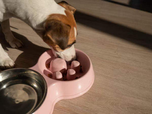 Quais são os benefícios do comedouro lento para o seu cachorro?