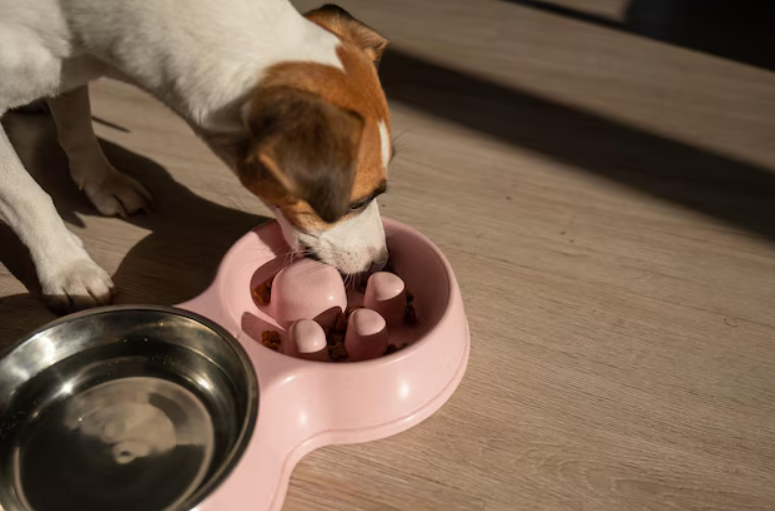Quais são os benefícios do comedouro lento para o seu cachorro?