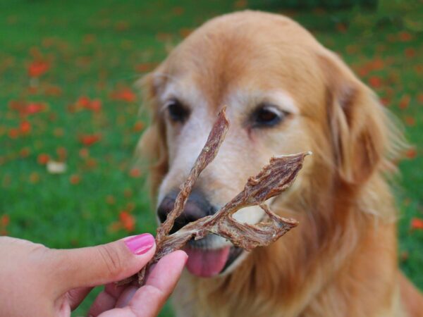 Como escolher o petisco natural ideal para o seu cachorro?