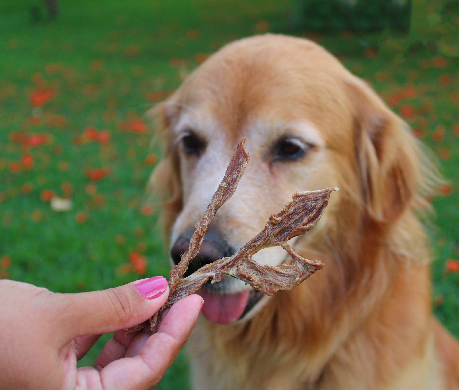 Como escolher o petisco natural ideal para o seu cachorro?