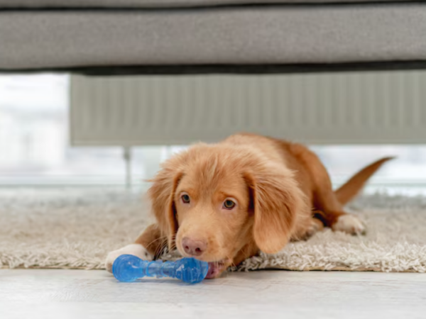 Como ensinar o cachorro a parar de morder móveis com mordedores naturais?