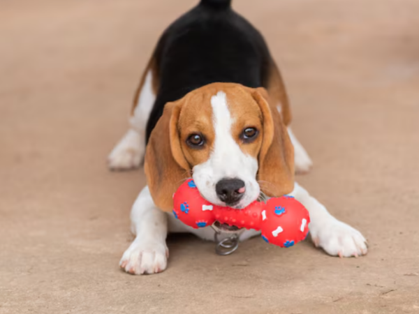 O que é o Kong para cachorro e como ele pode beneficiar o seu pet?