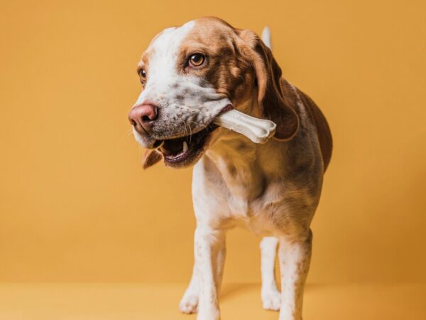 Quais são os benefícios dos ossos naturais para o seu cachorro?