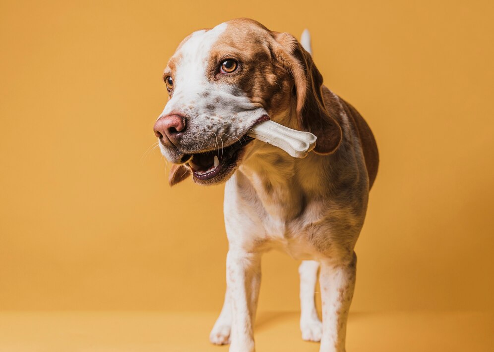 Quais são os benefícios dos ossos naturais para o seu cachorro?