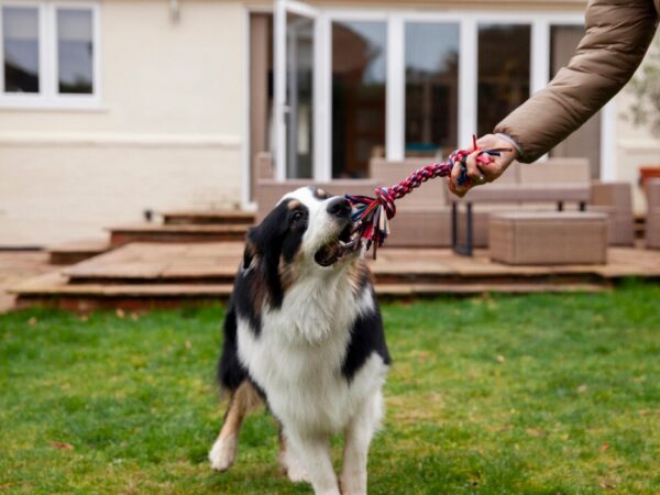 Como os brinquedos resistentes ajudam a manter o cachorro ativo e saudável
