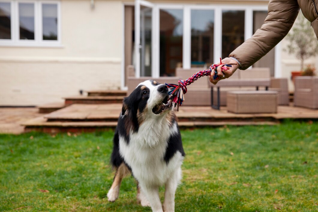 Como os brinquedos resistentes ajudam a manter o cachorro ativo e saudável